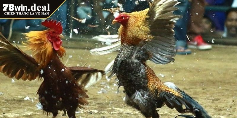 Đá Gà GA 78win – Hội Tụ Những Trận Đấu Đỉnh Cao Cho Bet Thủ 3 Đá Gà Peru hấp dẫn