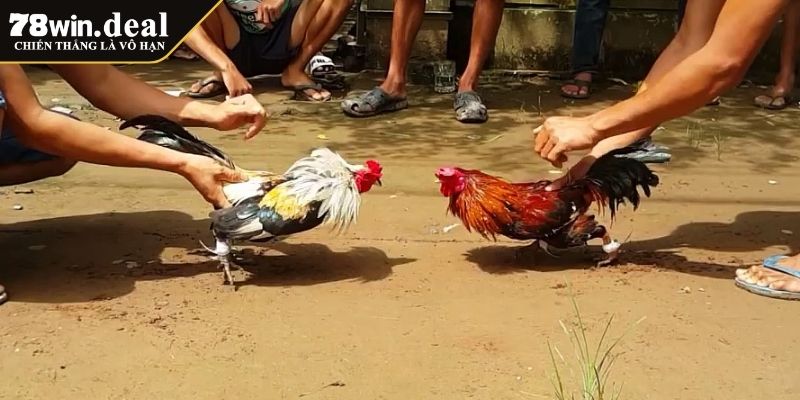 Đá Gà Odin 78Win Những Điểm Nổi Bật và Quy Tắc Chơi Cơ Bản 4 Các hình thức cược thông dụng
