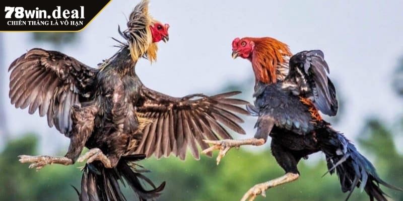 Đá Gà Odin 78Win Những Điểm Nổi Bật và Quy Tắc Chơi Cơ Bản 2 Tổng quan về Đá Gà Odin 78Win