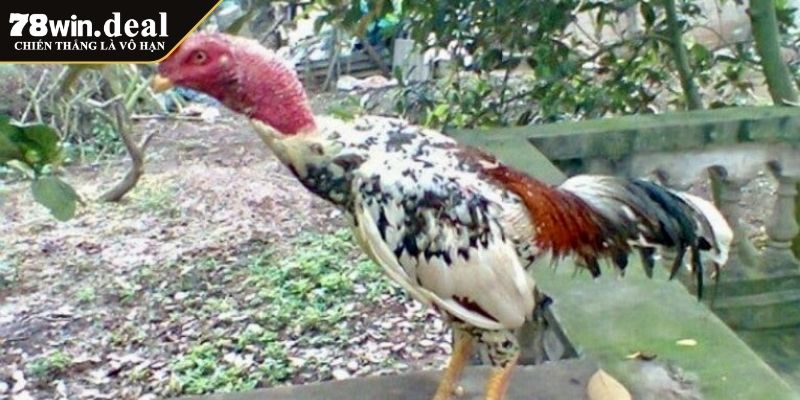 Gà Ngũ Sắc Chân Trắng 78Win – Biểu Tượng Quý Hiếm Trong Gà Chọi 2 Đặc điểm nổi bật của gà ngũ sắc chân trắng 78Win
