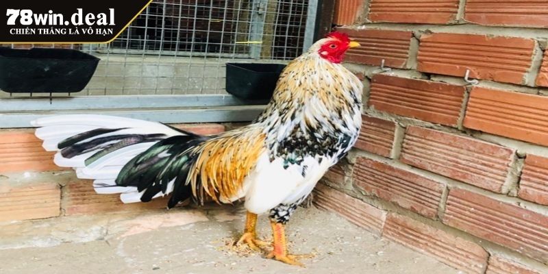 Gà Ngũ Sắc Chân Trắng 78Win – Biểu Tượng Quý Hiếm Trong Gà Chọi 4 Thành tích của gà ngũ sắc chân trắng