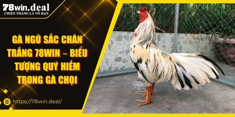 gà ngũ sắc chân trắng 78Win
