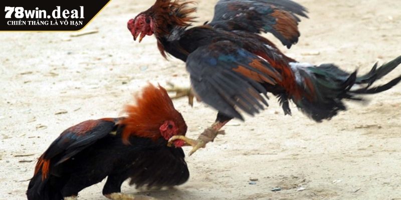 Luật Chấp Trong Đá Gà 78win Và Những Điều Bạn Cần Biết 3 Chấp kinh nghiệm và kỹ năng