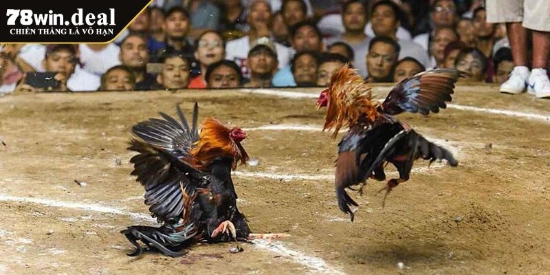 Luật Chấp Trong Đá Gà 78win Và Những Điều Bạn Cần Biết 2 Luật chấp trong đá gà 78Win là gì?